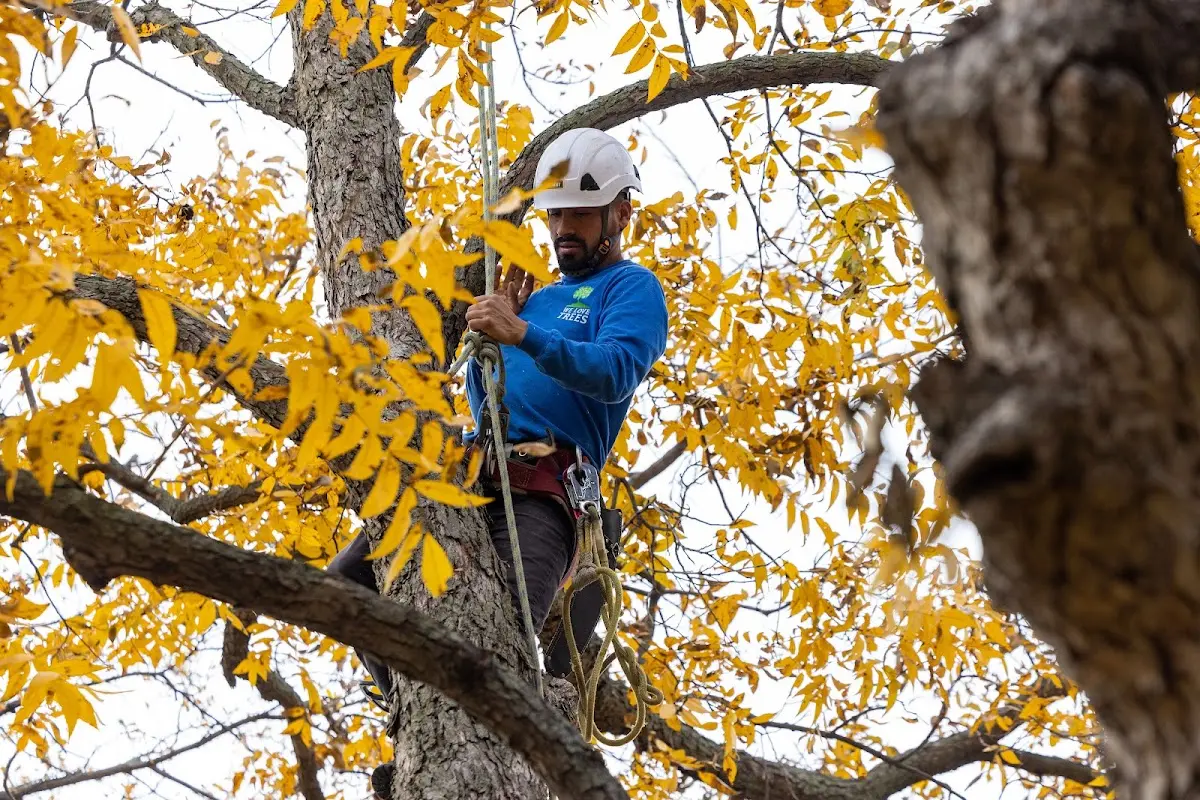 Skilled Tree Trimming crew working in West River